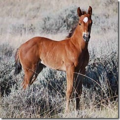 2012 filly Ms S Heart Cherry x Print It Hot, barrel racing prospect