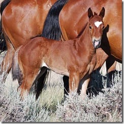 2012 filly of Ms S Heart Maudie x Print It Hot, barrel racing prospect