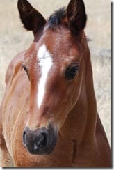  2012 filly, A Docs Maudie x Print It Hot, barrel racing prospect