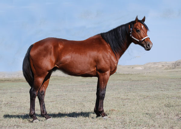 Mr Tardy Roller, AQHA Stallion