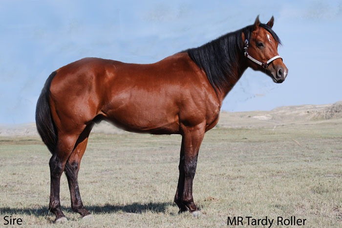 Mr Tardy Roller AQHA Stallion