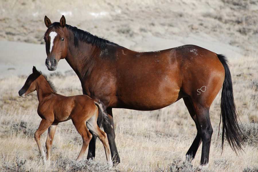 Quarter Horse mare and foal