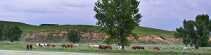 Mares and foals grazing along the creek at Wilson Quarter Horses